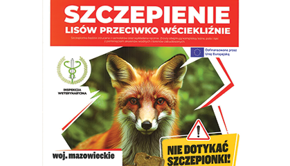 Zdjęcie: Szczepienie lisów przeciwko wściekliźnie