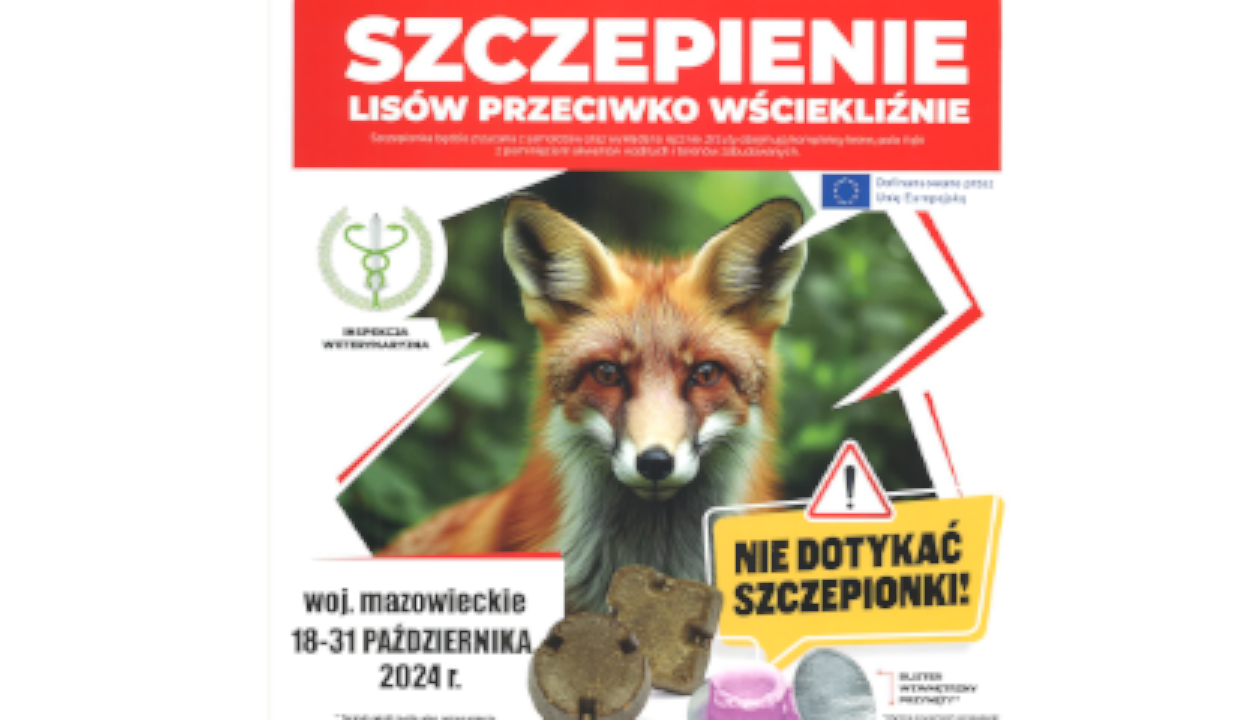 Zdjęcie: Szczepienie lisów przeciwko wściekliźnie