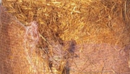 Zdjęcie: Zadbajmy o psy i koty